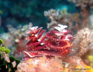 Christmas Tree Worms ©Melinda Riger @ G B Scuba
