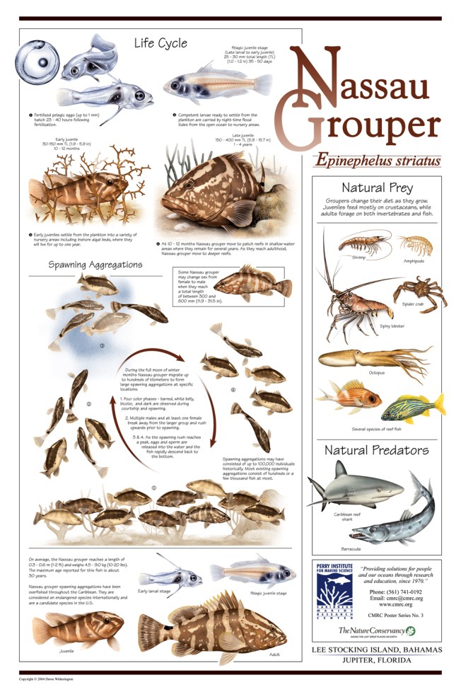 grouper