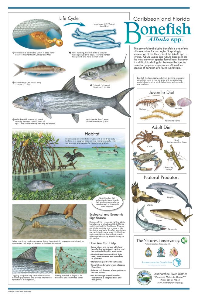 Loxahatchee River District Bonefish Poster
