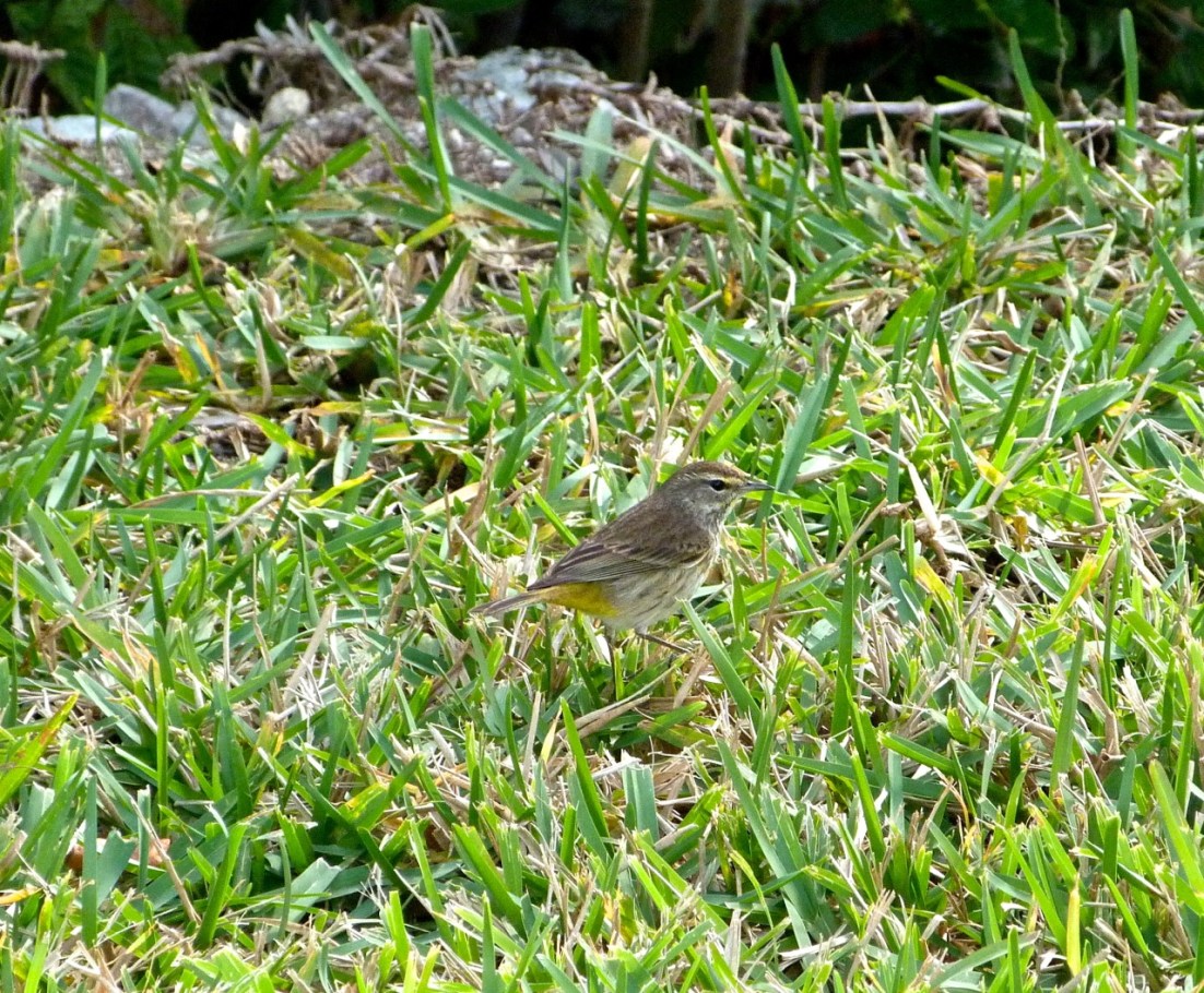 Palm Warbler Abaco 1