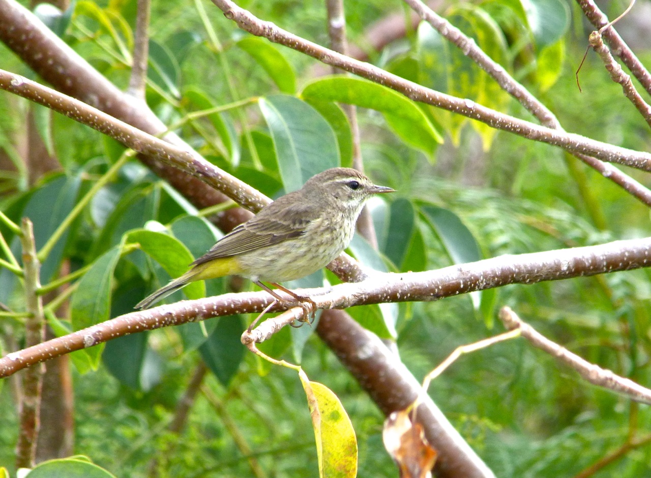 Palm Warbler, Abaco 3 (Keith Salvesen)