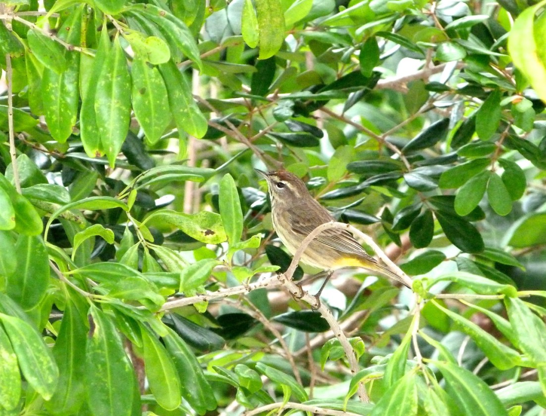 Palm Warbler, Abaco 6