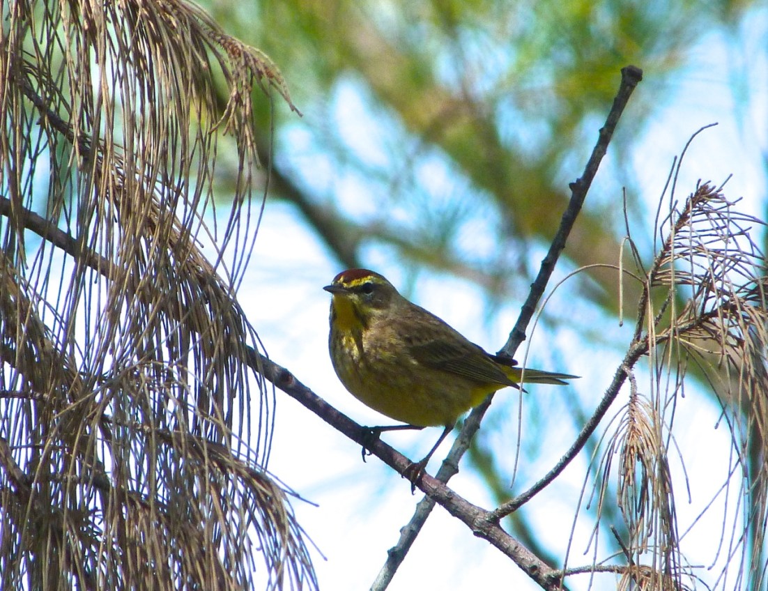 Palm Warbler, Abaco 7