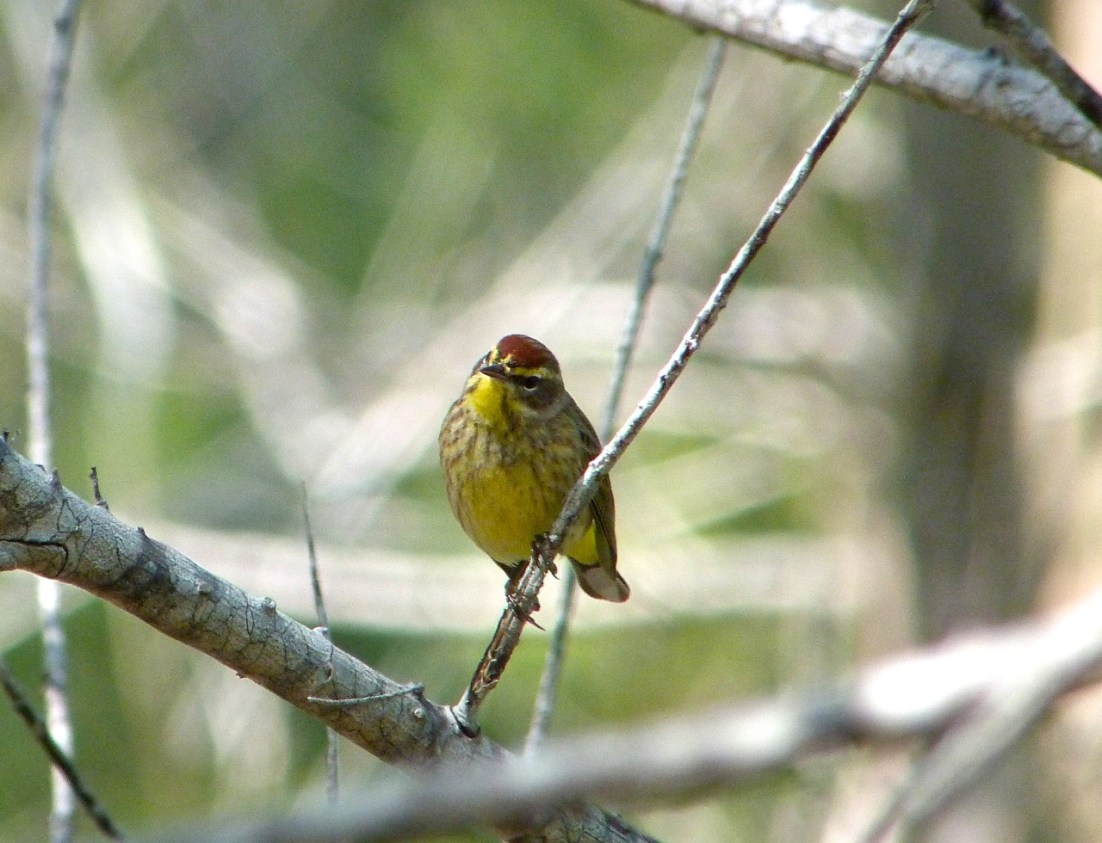 Palm Warbler, Abaco 9