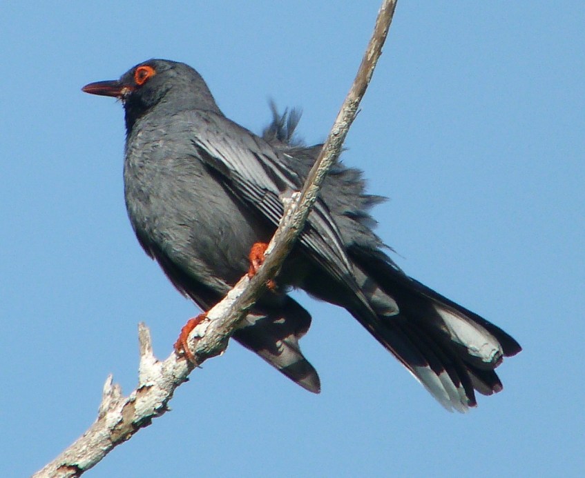 Red-legged Thrush, Abaco 3