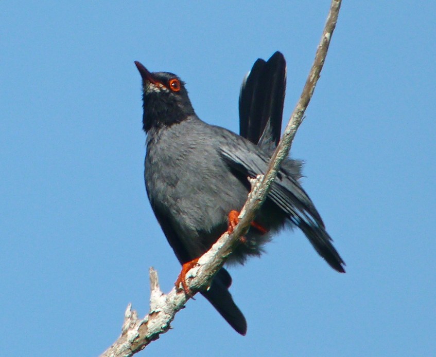 Red-legged Thrush, Abaco 4
