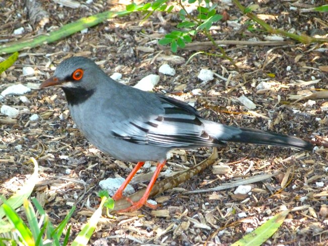 Red-legged Thrush Abaco 7