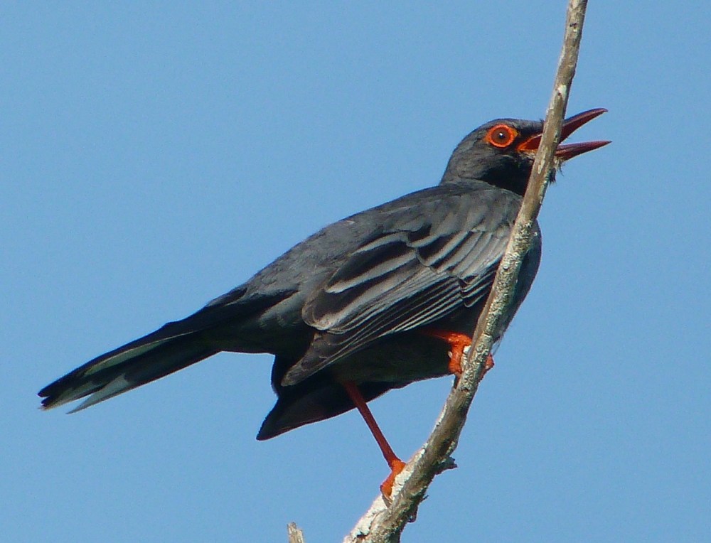 Red-legged Thrush, Abaco, Bahamas (Keith Salvesen)