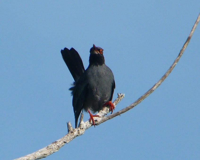 Red-legged Thrush, Abaco 9