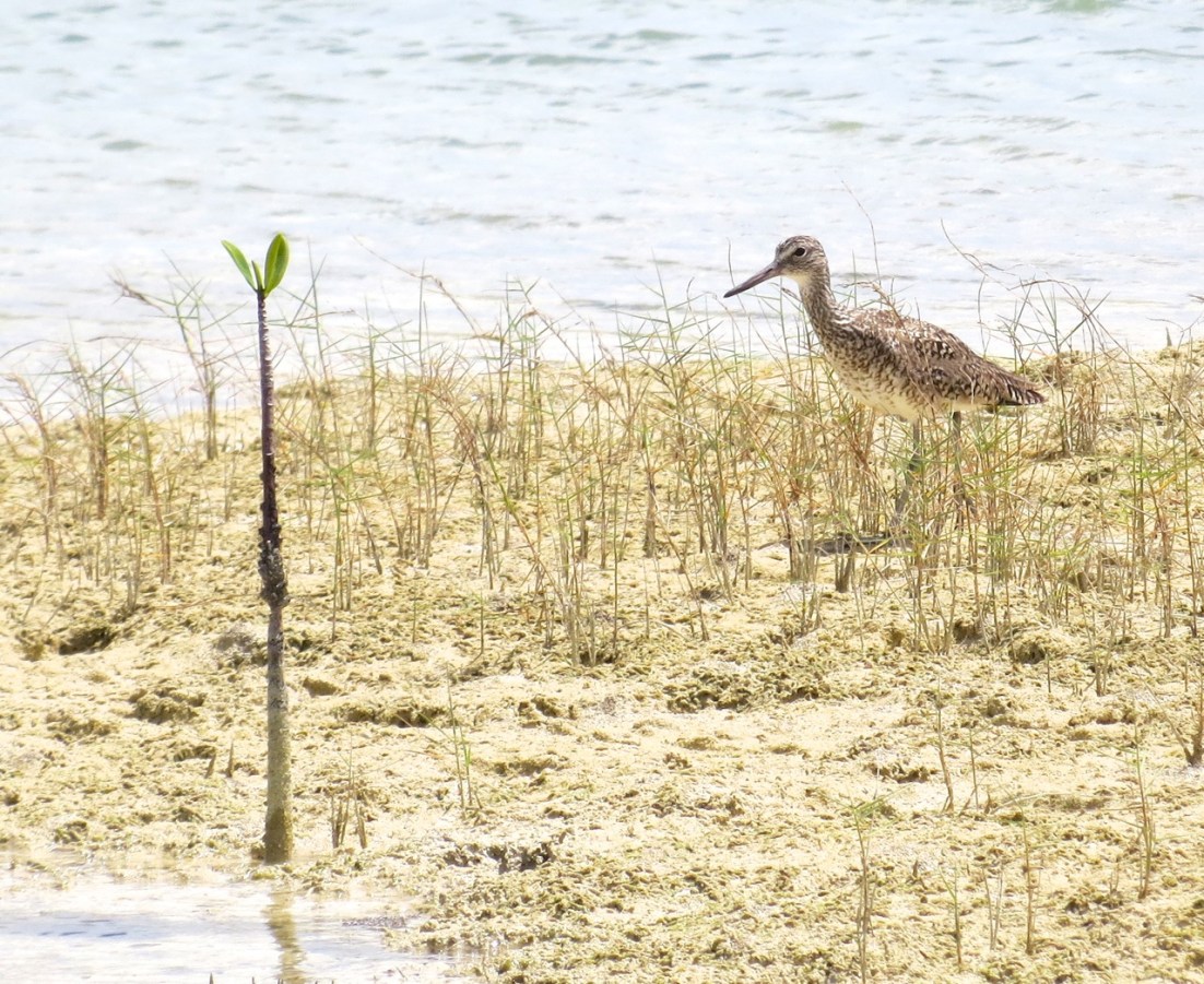 Willet, Abaco Marls 4