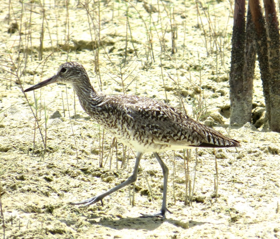Willet, Abaco Marls 5