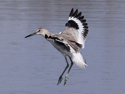 willet ©Greg Page @ Cornell Lab