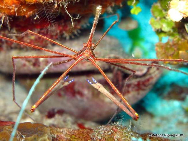 Arrow Crab ©Melinda Riger @ GB Scuba copy