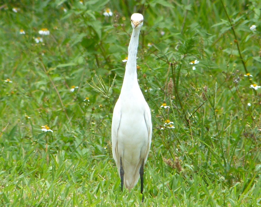 Cattle Egret Sandy Point Abaco 12