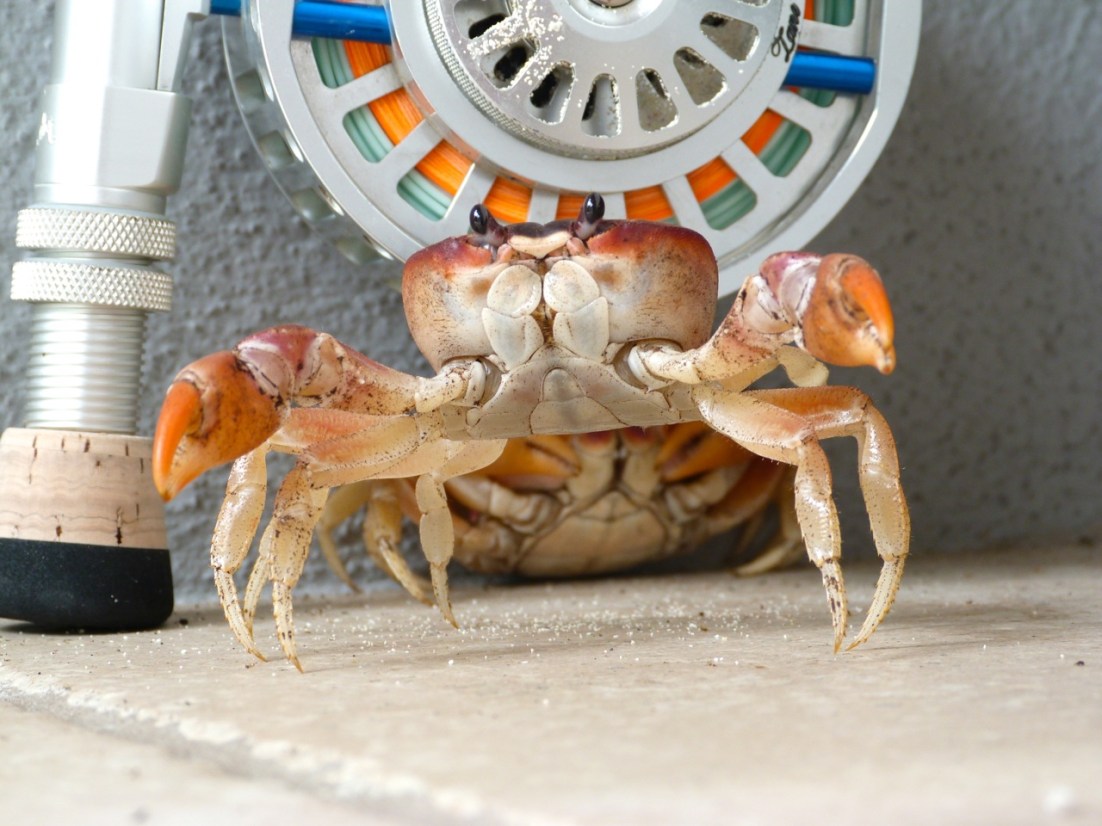 Crabs & rod