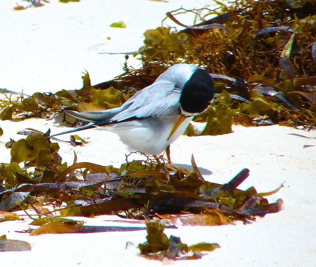 Least Tern, Delphi, Abaco 7