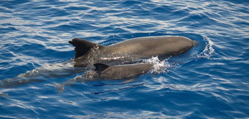 Melon-headed Whale mother with new calf