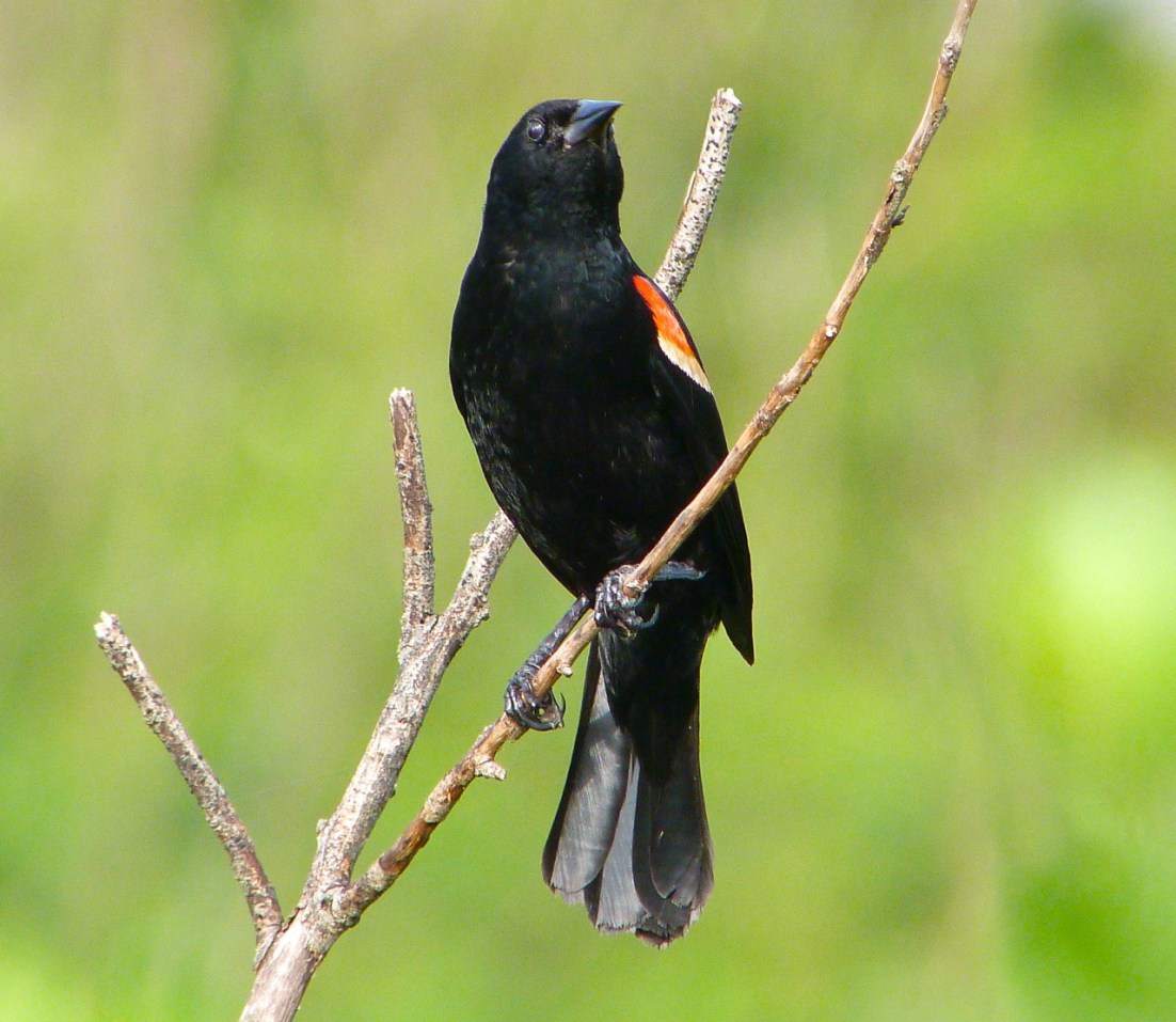 Red-winged Blackbird Abaco Bahamas Red-winged Blackbird Abaco Bahamas 2