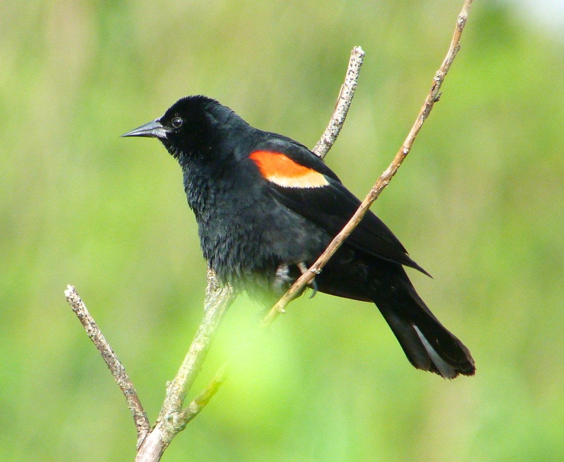 Red-winged Blackbird Abaco Bahamas Red-winged Blackbird Abaco Bahamas 3