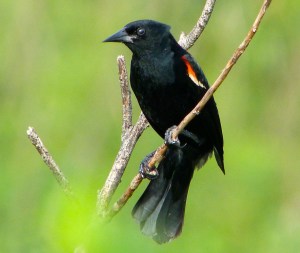 Red-winged Blackbird Abaco Bahamas 5