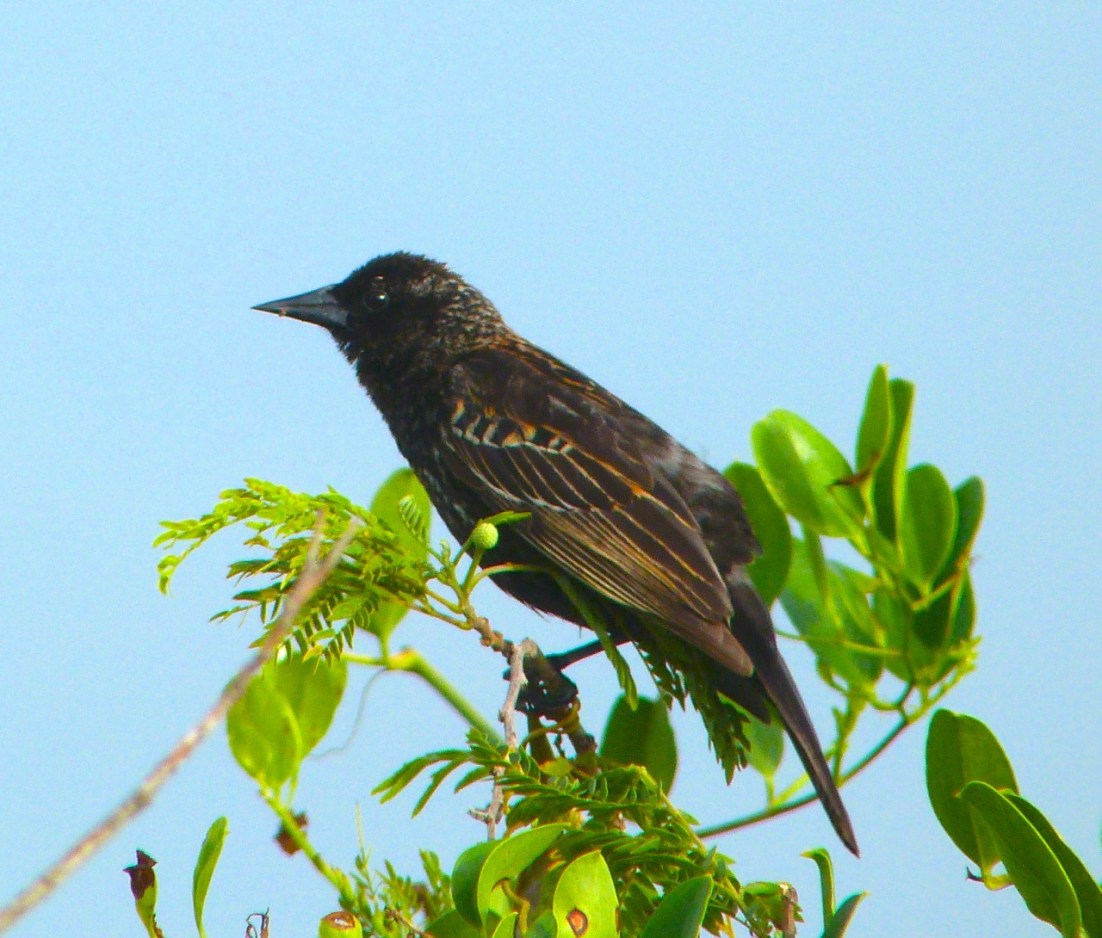 Red-winged Blackbird Abaco Bahamas Red-winged Blackbird Abaco Bahamas 6