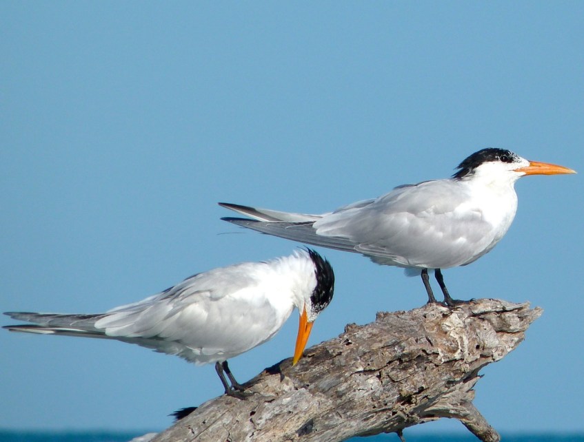 Royal Terns Abaco (2) 1