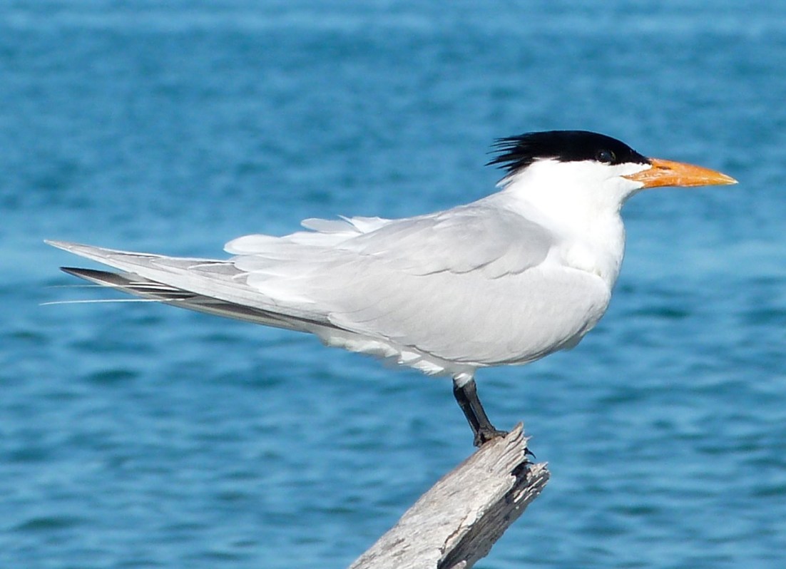 Royal Terns Abaco (2) 2