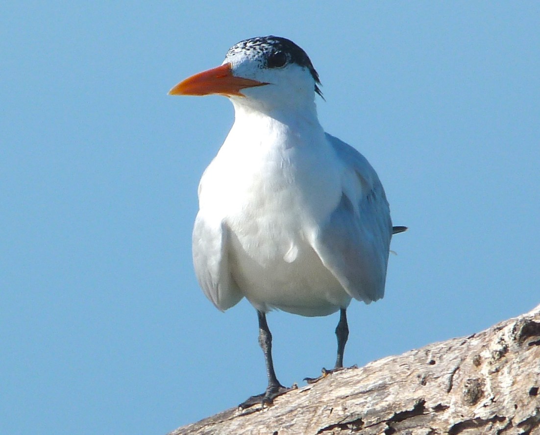 Royal Terns Abaco (2) 3