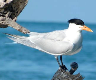 Royal Tern Abaco (Keith Salvesen)
