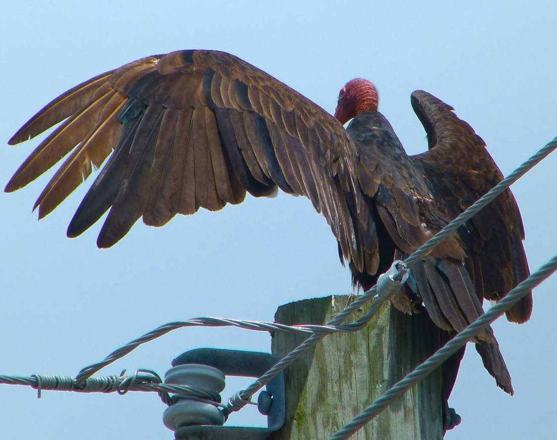 Turkey Vulture Abaco 3