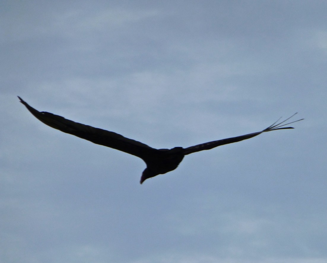 Turkey Vulture Abaco CL 1