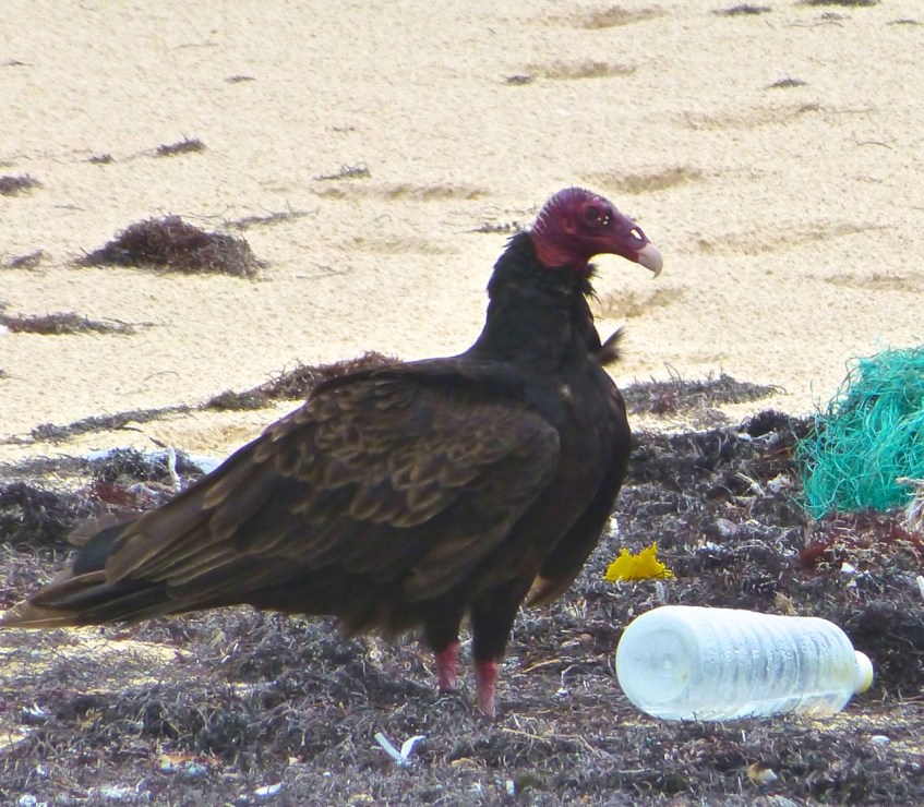 Turkey Vulture Abaco CL 2