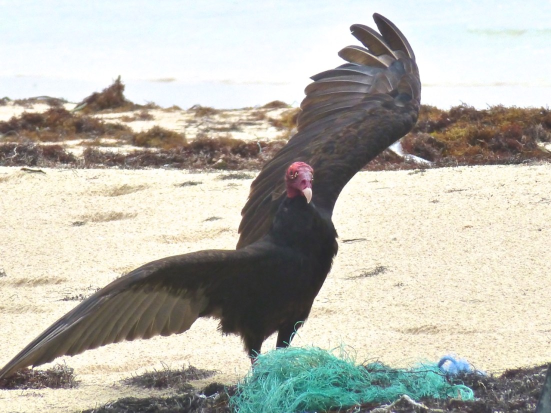 Turkey Vulture Abaco CL 3