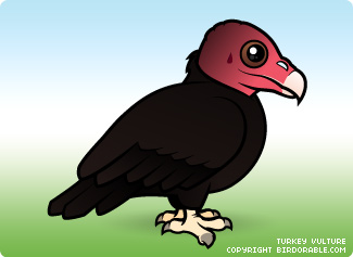 turkey-vulture