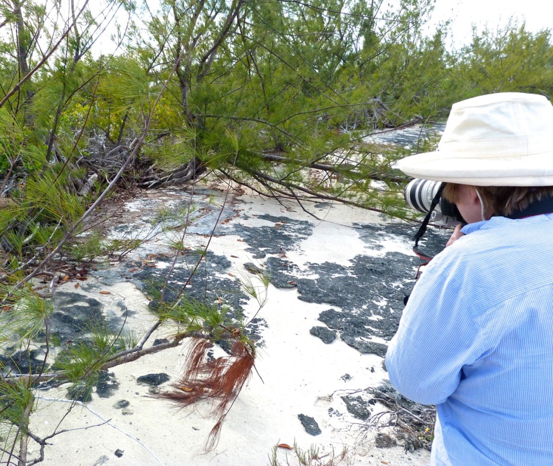 Wildlife Photography on Abaco 4