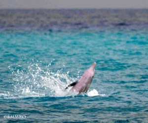 1238860_644550912230805_1918179367_n