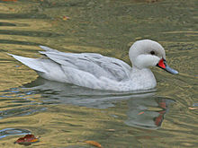 220px-White-cheeked_Pintail_white_morph_RWD