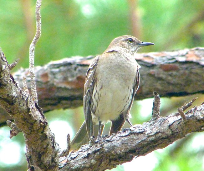 Bahama Mockingbird, Abaco 2