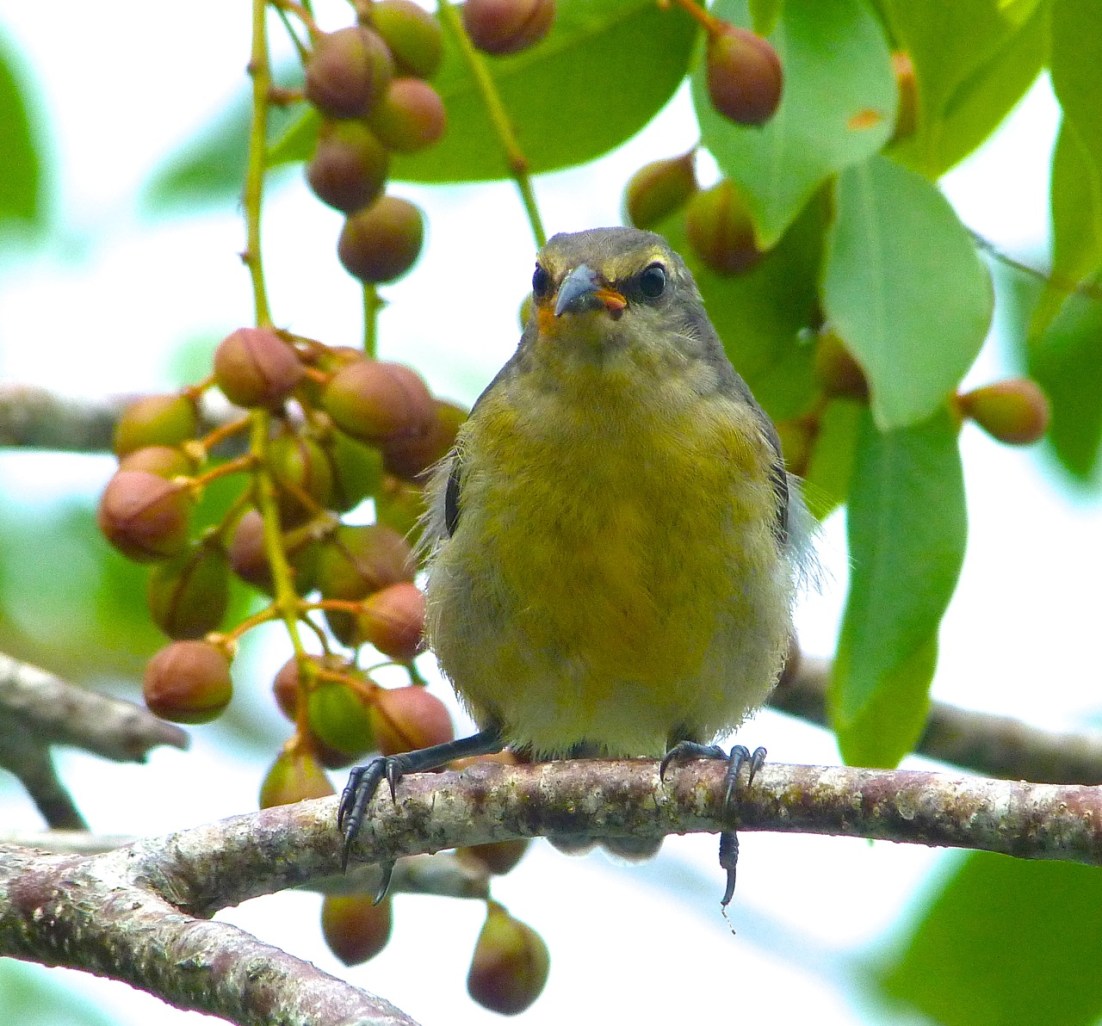 Bananaquit (juv) Abaco, Bahamas 3