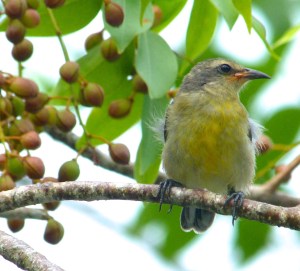 Bananaquit (juv) Abaco, Bahamas 4