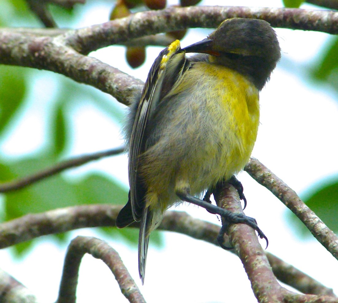 Bananaquit (juv) Abaco, Bahamas 5