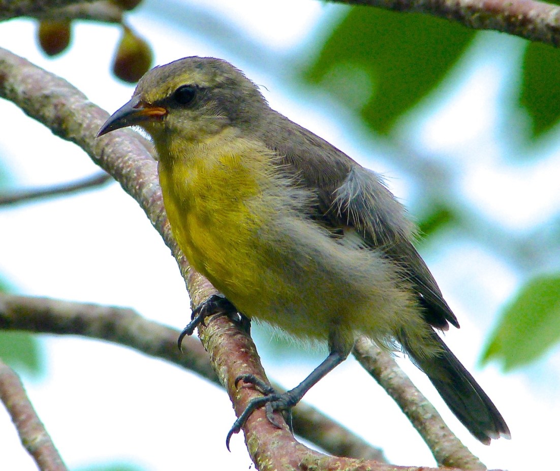 Bananaquit (juv) Abaco, Bahamas 7