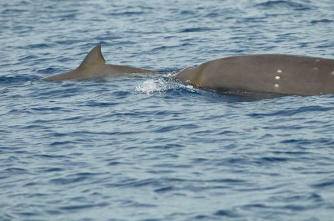 Beaked whale - supplier of poop BMMRO