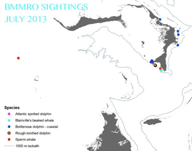 BMMRO SIGHTINGS JULY 2013