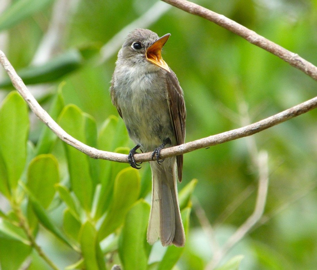 Crescent-eyed (Cuban) Pewee on Abaco 2