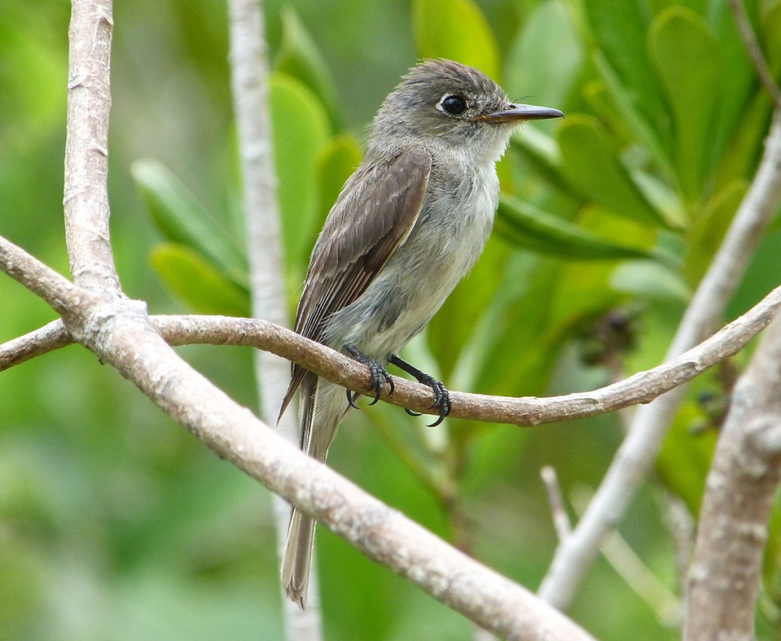 Crescent-eyed (Cuban) Pewee on Abaco 3