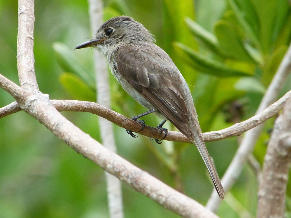 Crescent-eyed (Cuban) Pewee on Abaco 4