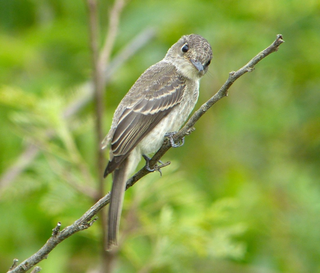Crescent-eyed (Cuban) Pewee on Abaco 8