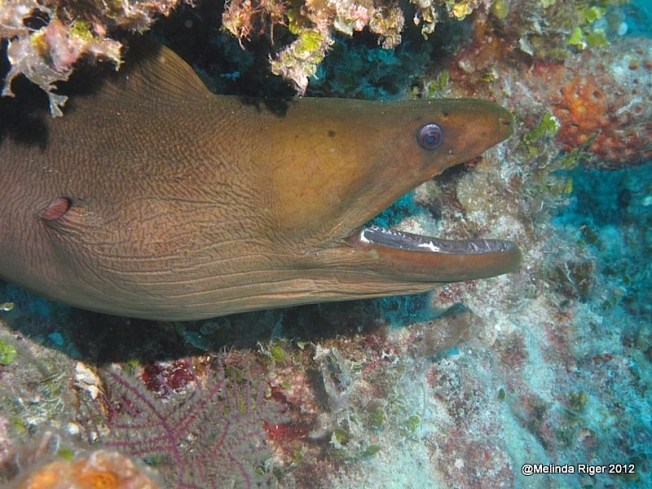 Green Moray Eel ©Melinda Riger @GBS