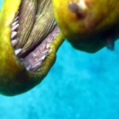 Moray Eel mouth (interior)